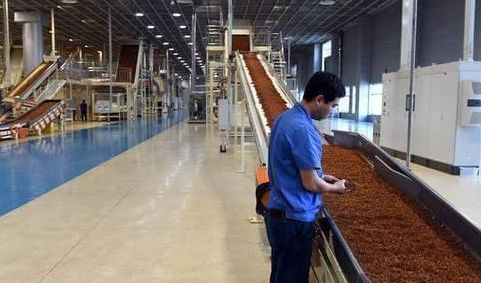 高校畢業生卷香煙 流水線上研究生超過30 ,煙廠 他們自愿的